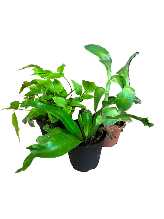 Pixie Foliage Asst. 2”