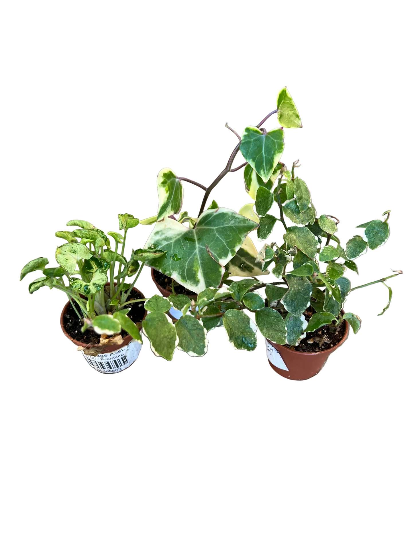 Pixie Foliage Asst. 2”