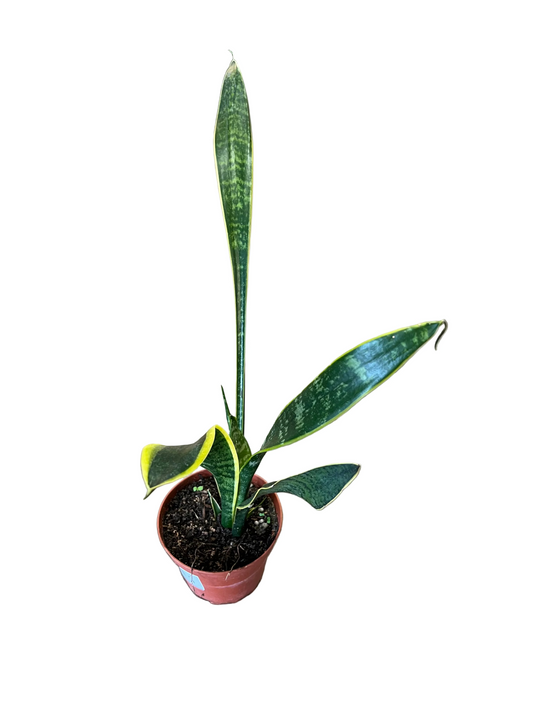 Sansevieria ’Laurentii’