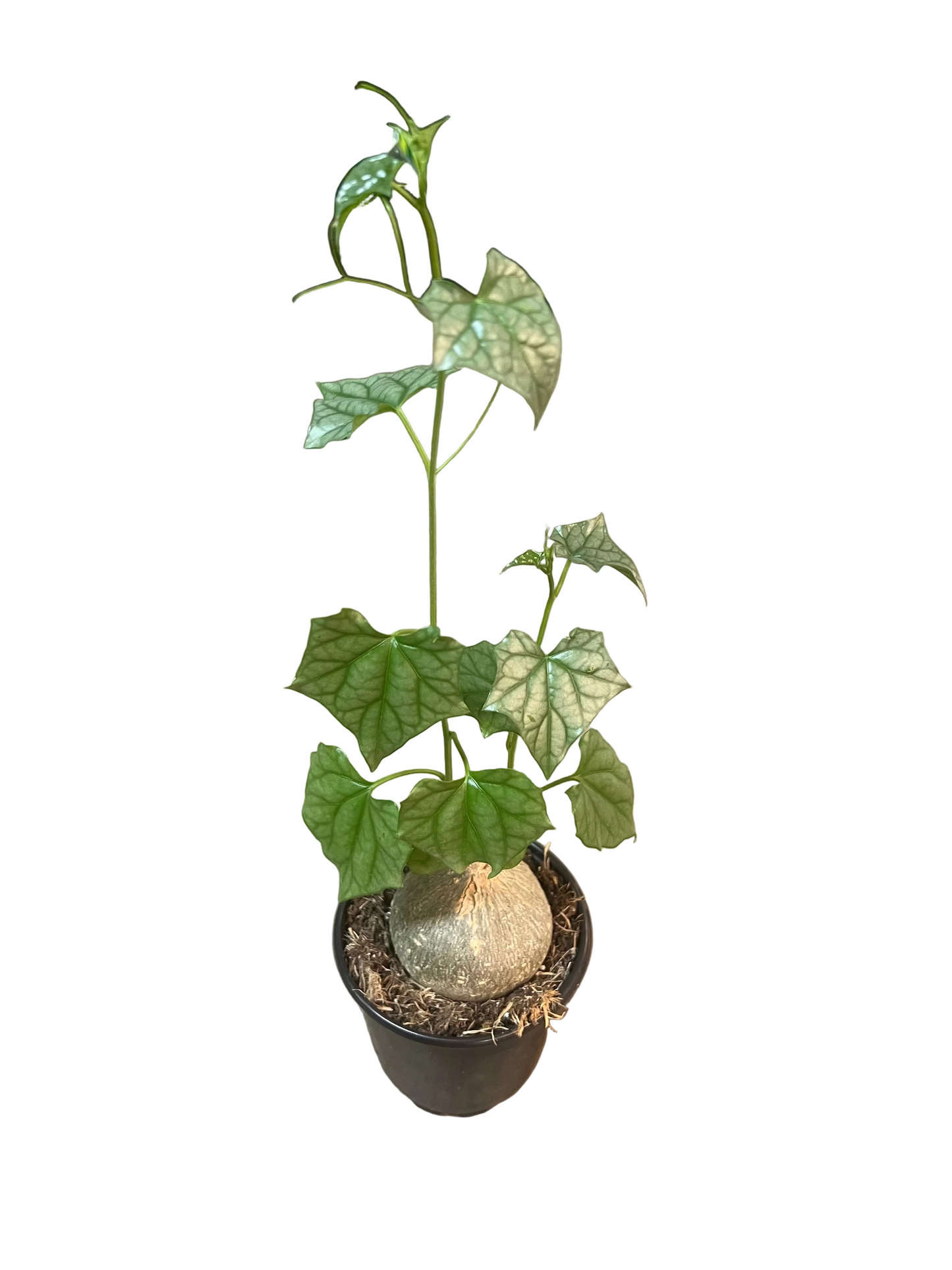 Gerrardanthus Macrorhizus 'Bigfoot' 4"