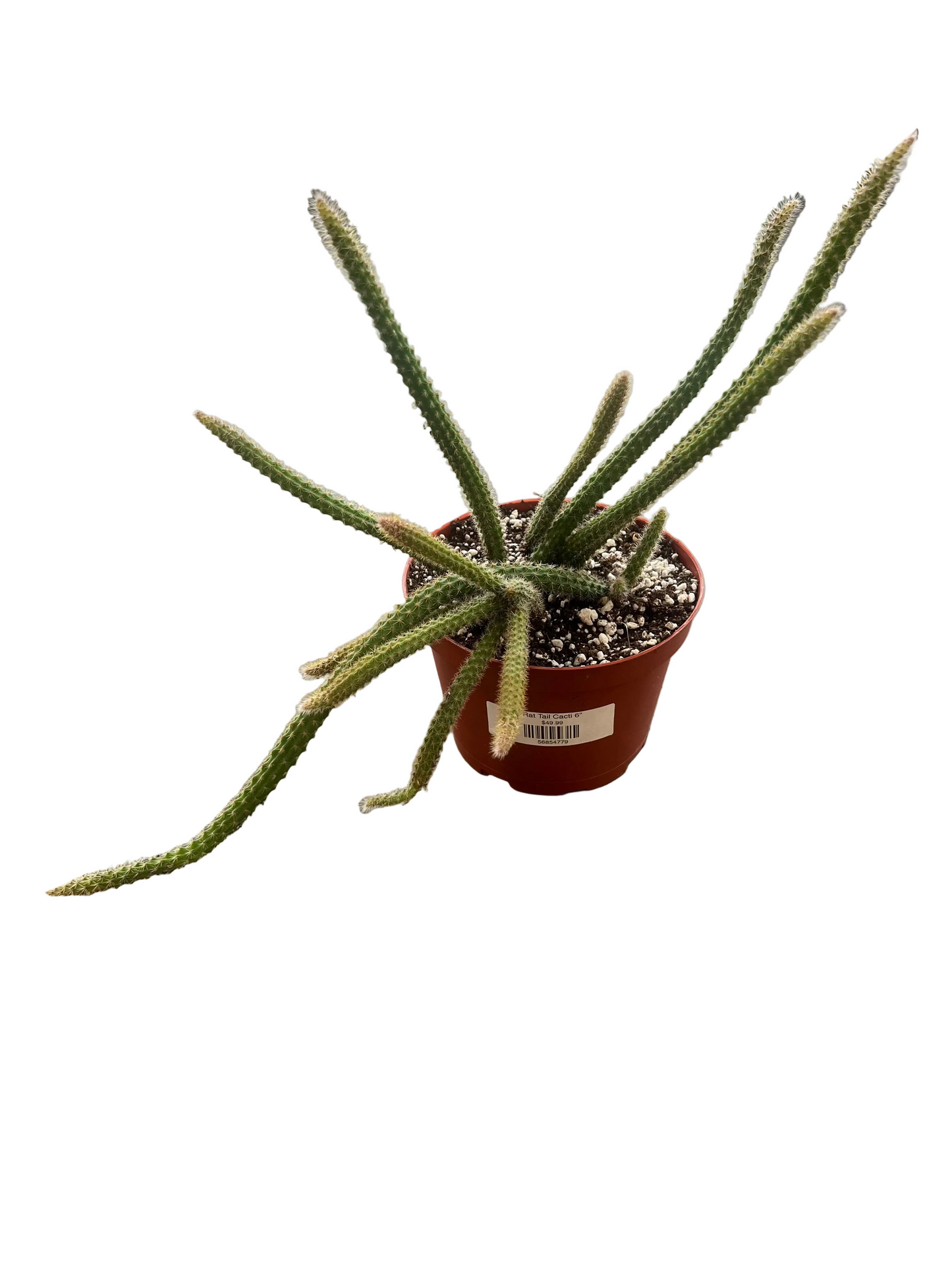 Rat Tail Cacti 6"