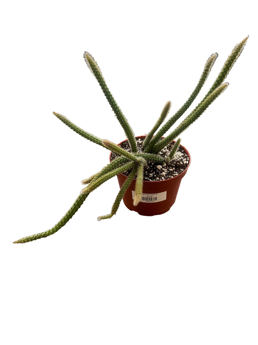 Rat Tail Cacti 6"