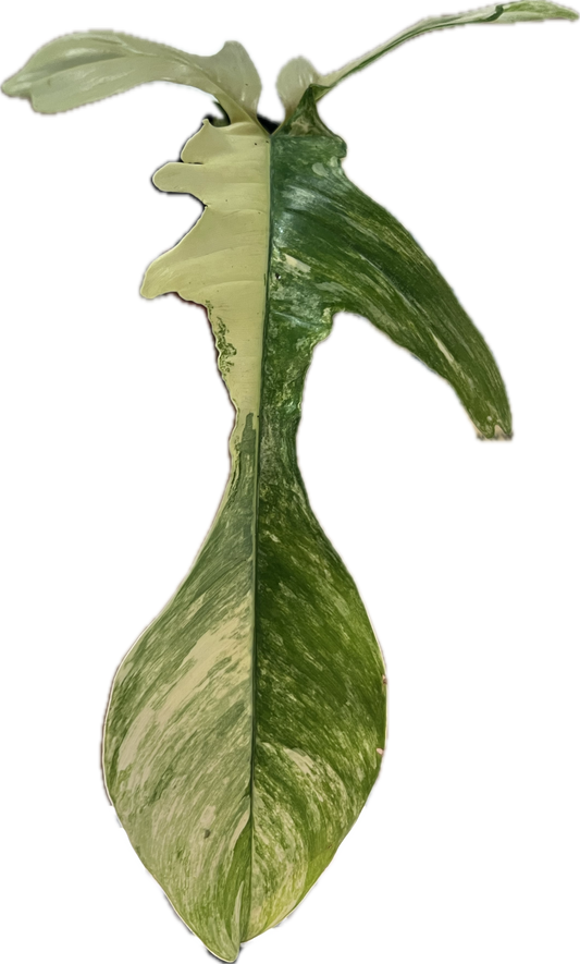 Philodendron ‘Florida Beauty’ 3”