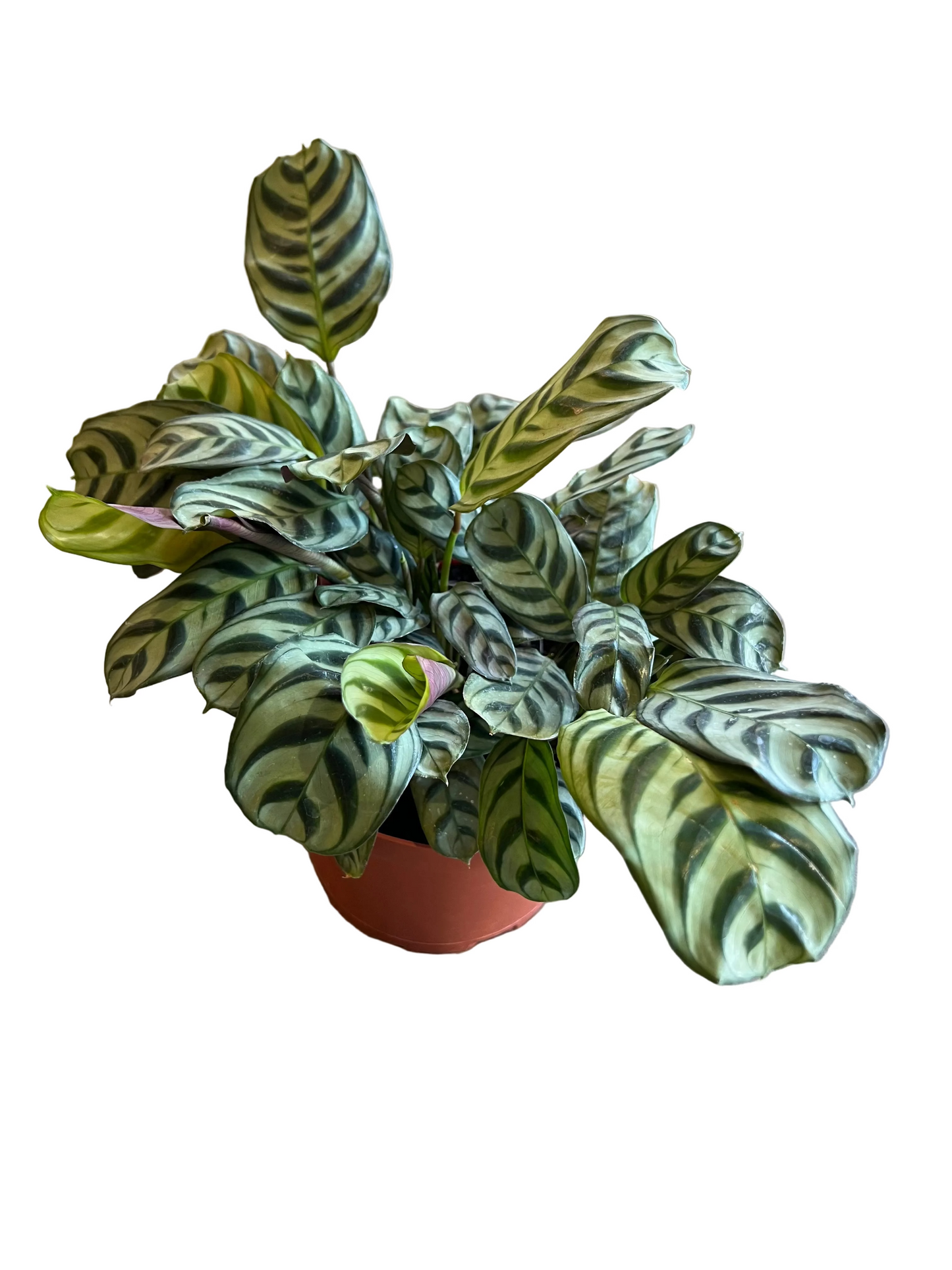 Calathea ‘Burle Marxii’ 6”