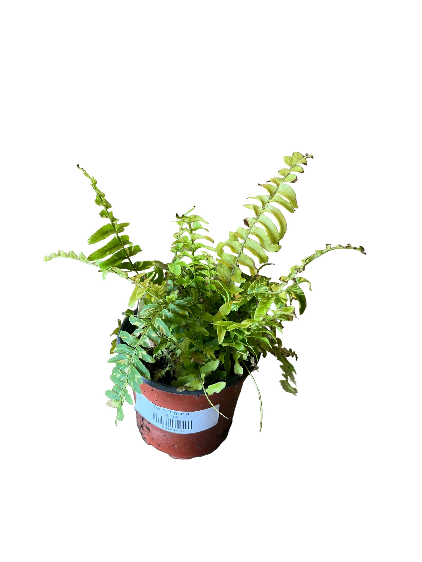 Fern 'Tiger' 4"