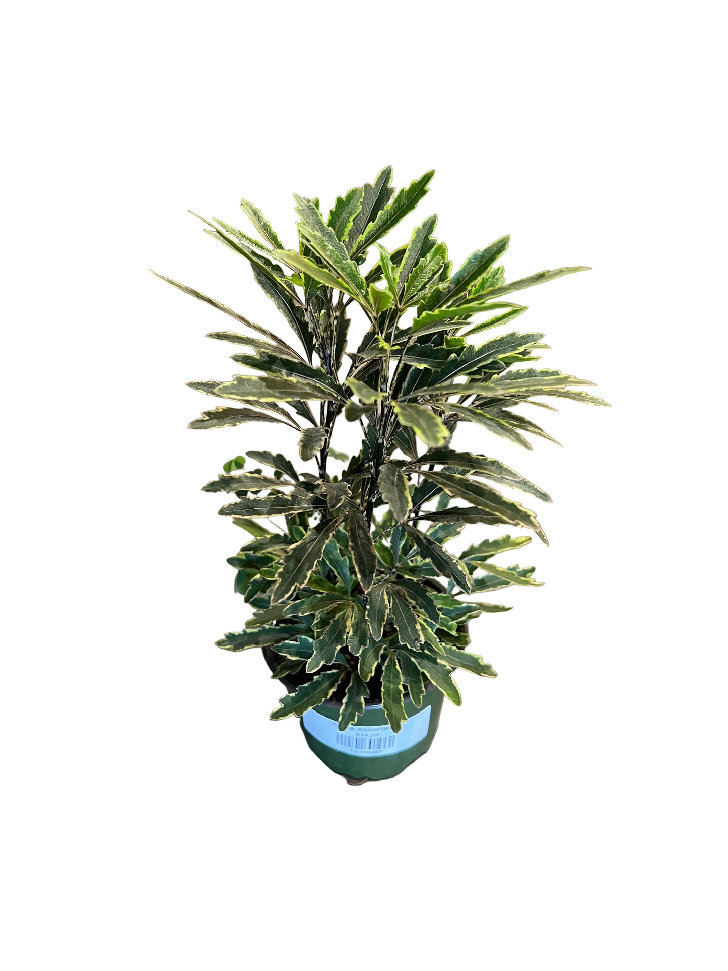 Aralia Assorted 4"