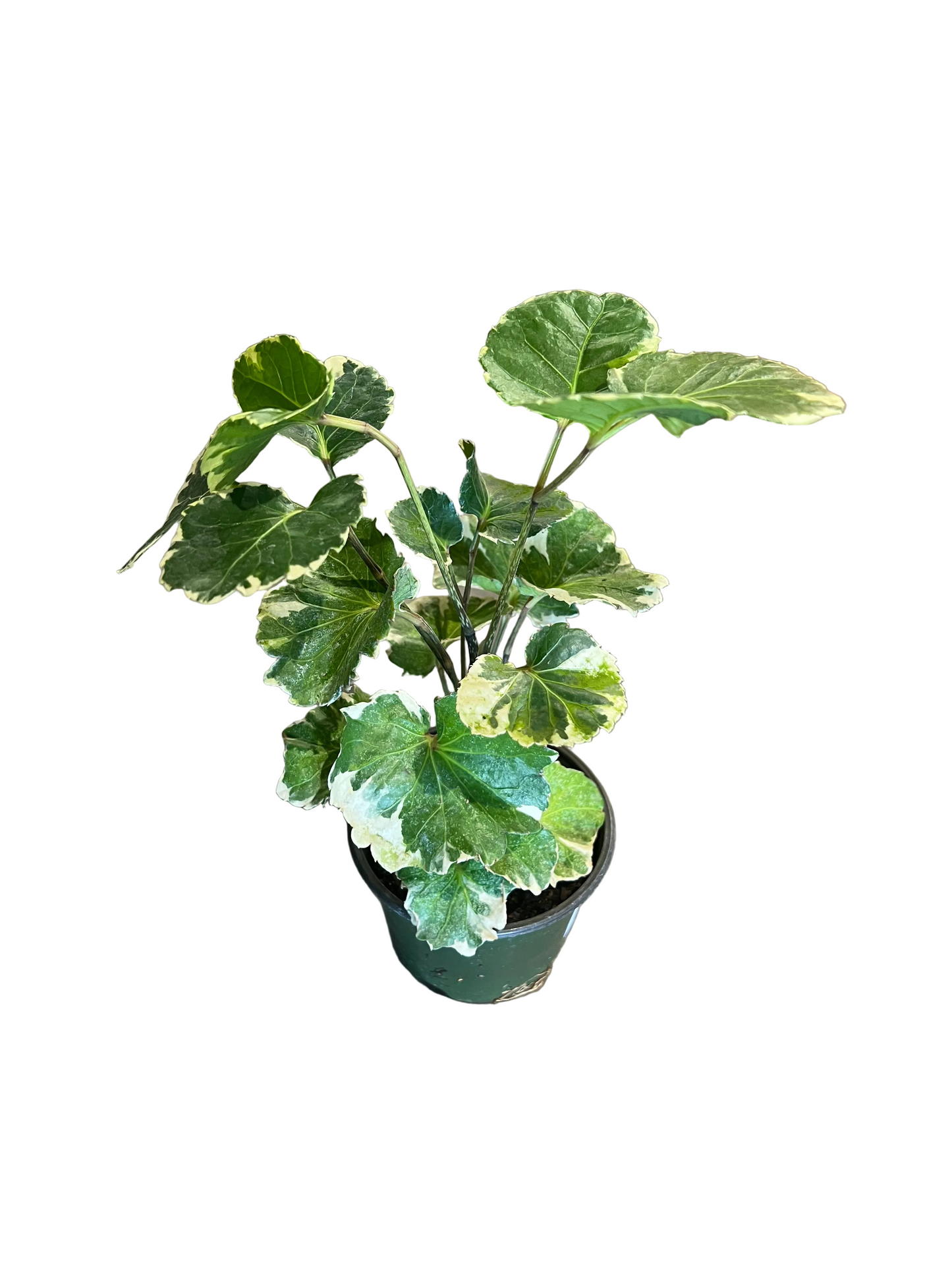 Aralia Assorted 4"