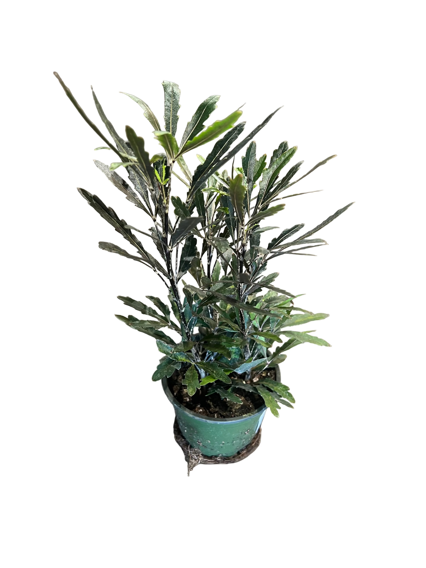Aralia Assorted 4"