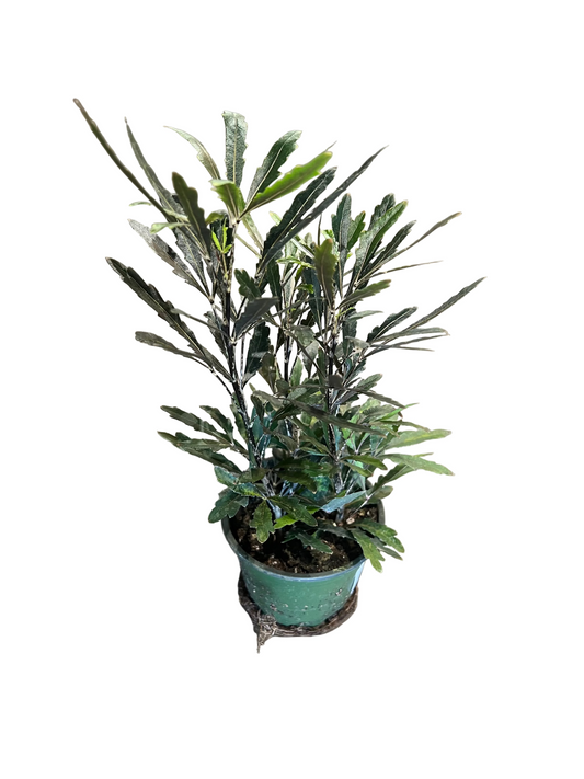 Aralia Assorted 4"