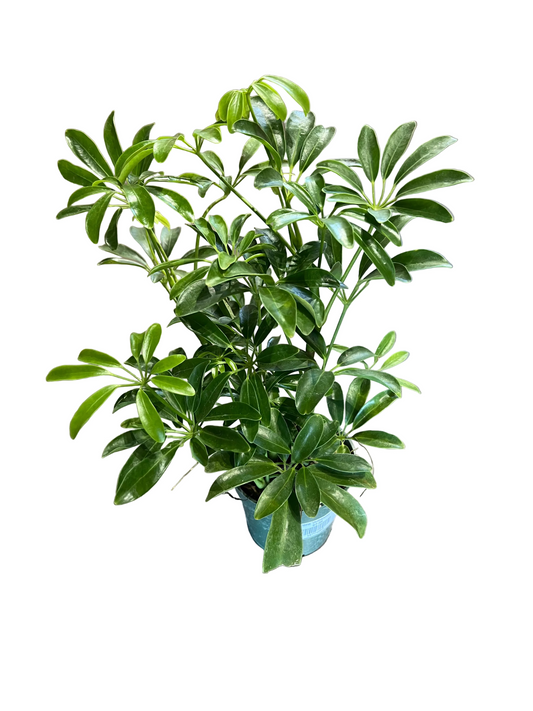 Schefflera 'Arbicola Mini' 4"