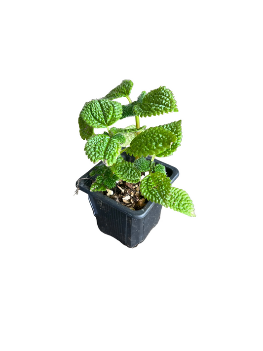 Pilea 'Moon Valley' 3"