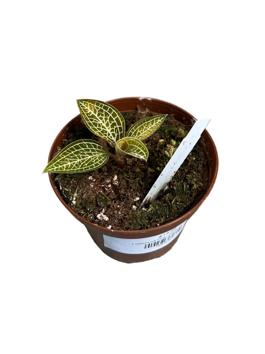 Ludochilus Poly ‘Jewel Orchid’ 3”