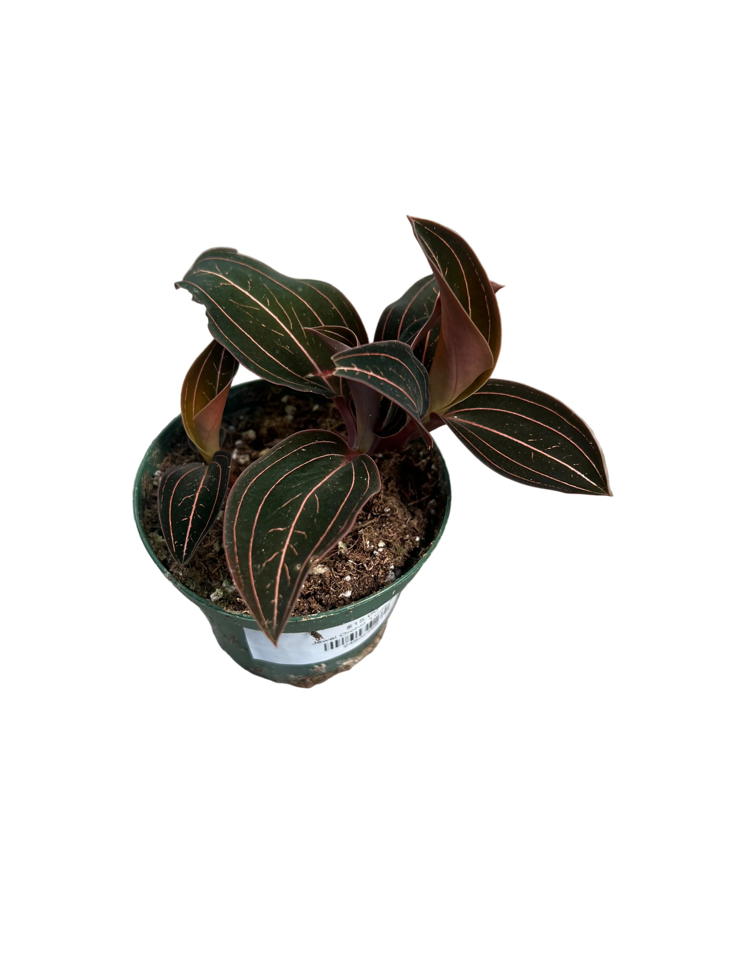 Jewel Orchid 'Ludisia' 3"