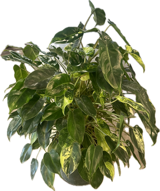 Philodendron 'Burle Marx Variegated' 6"