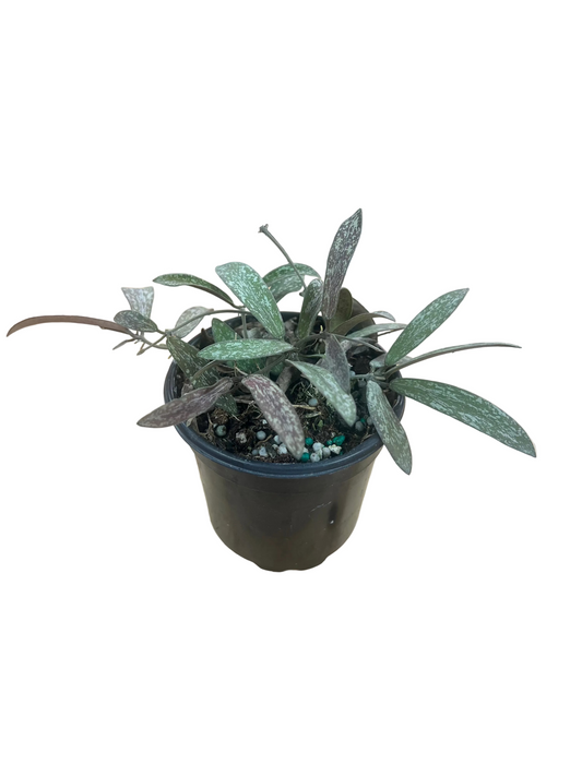 Hoya 'Sigillatis' 4"