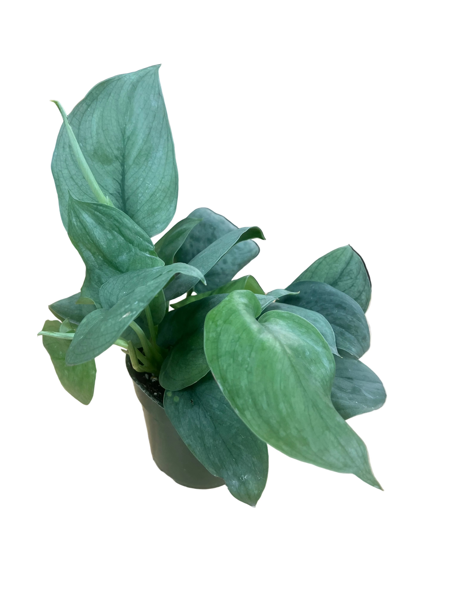 Scindapsus 'Platinum' 4"