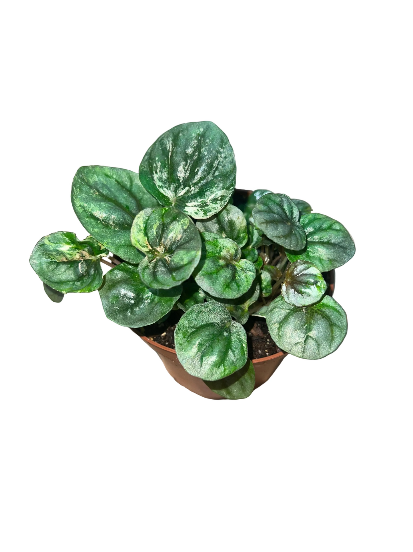 Peperomia 'Pink Lady' 4"