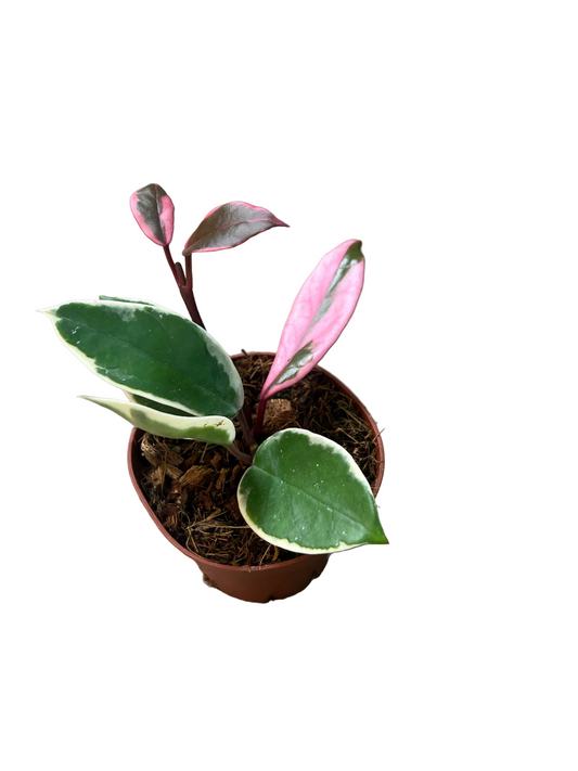 Hoya Carnosa 'Flamingo' 4"