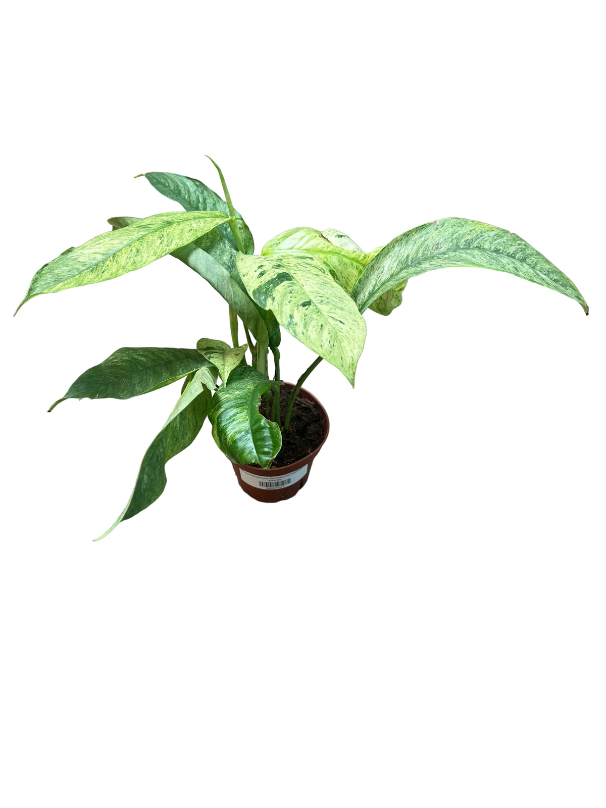 Rhaphidophora Gorillan Variegated 4"
