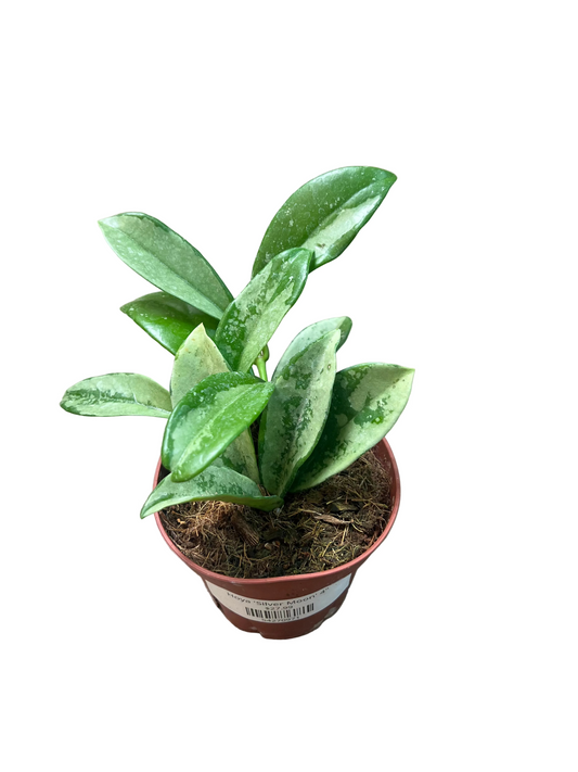 Hoya 'Silver Moon' 4"