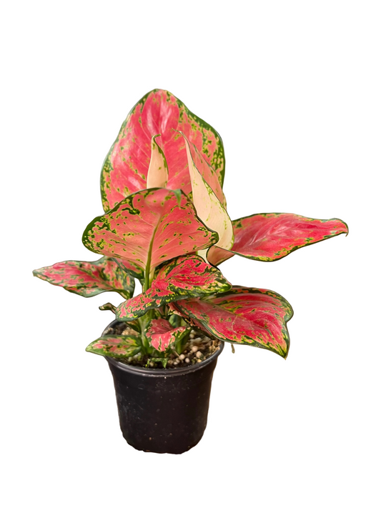 Aglaonema Red Diamond 4"