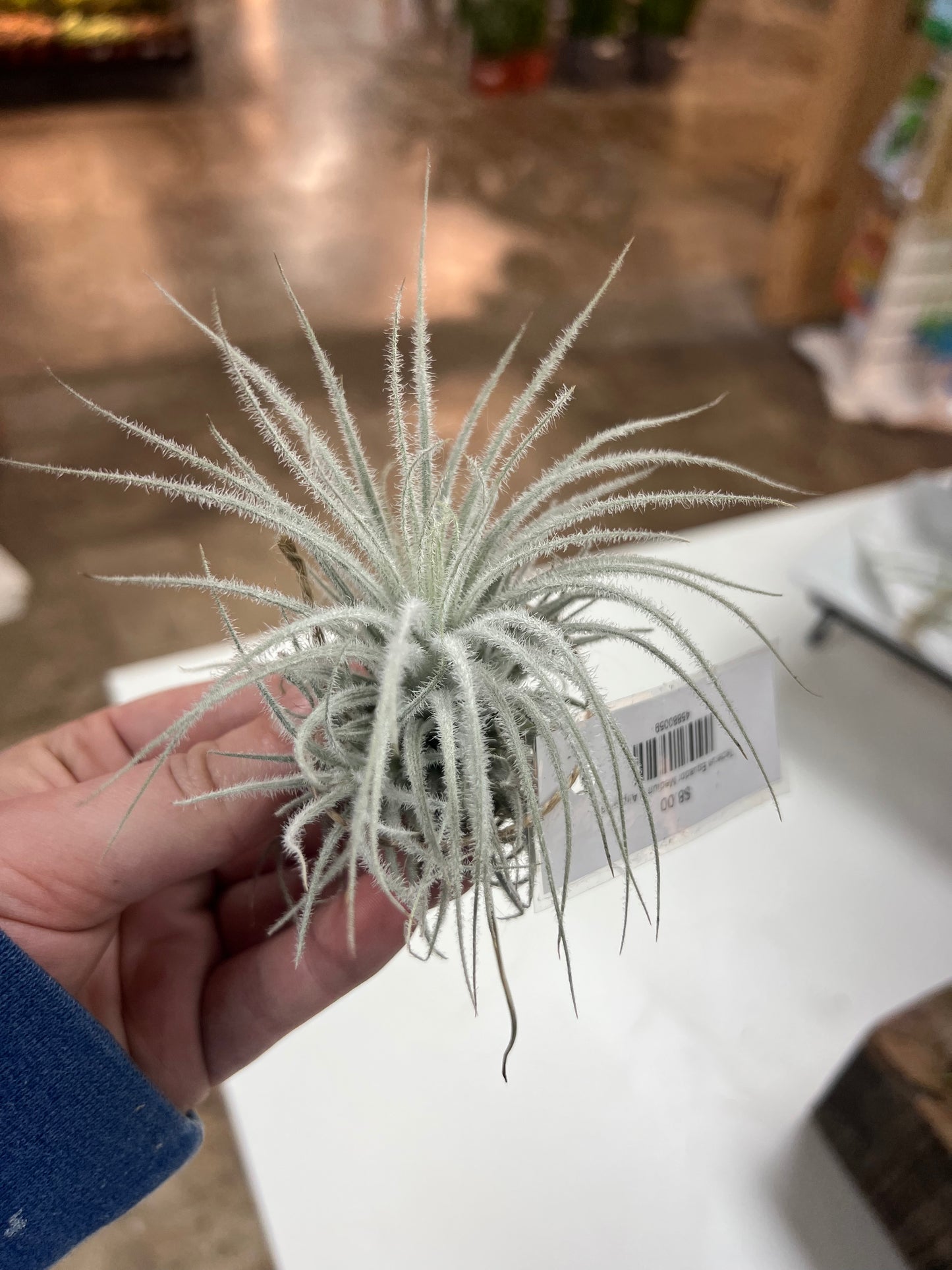 Airplants