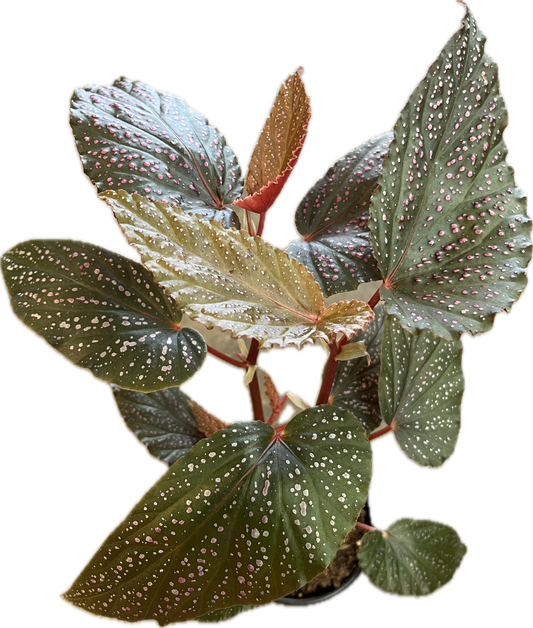 Begonia 'Pink Spot' 4"