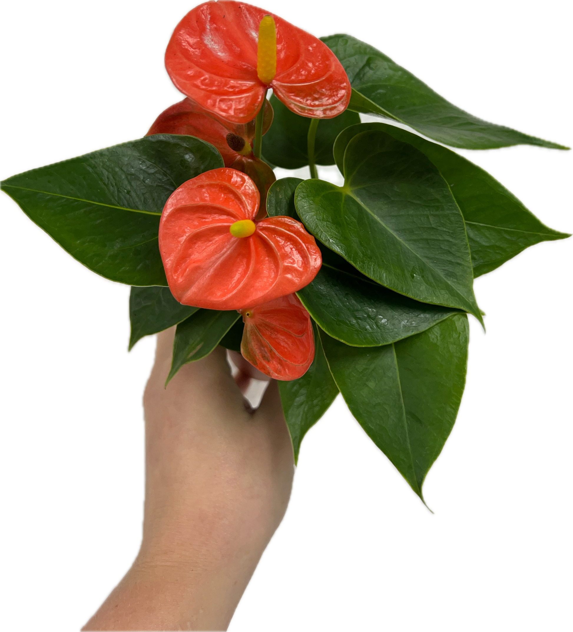 anthurium assorted Anthurium assorted – The Plant Room