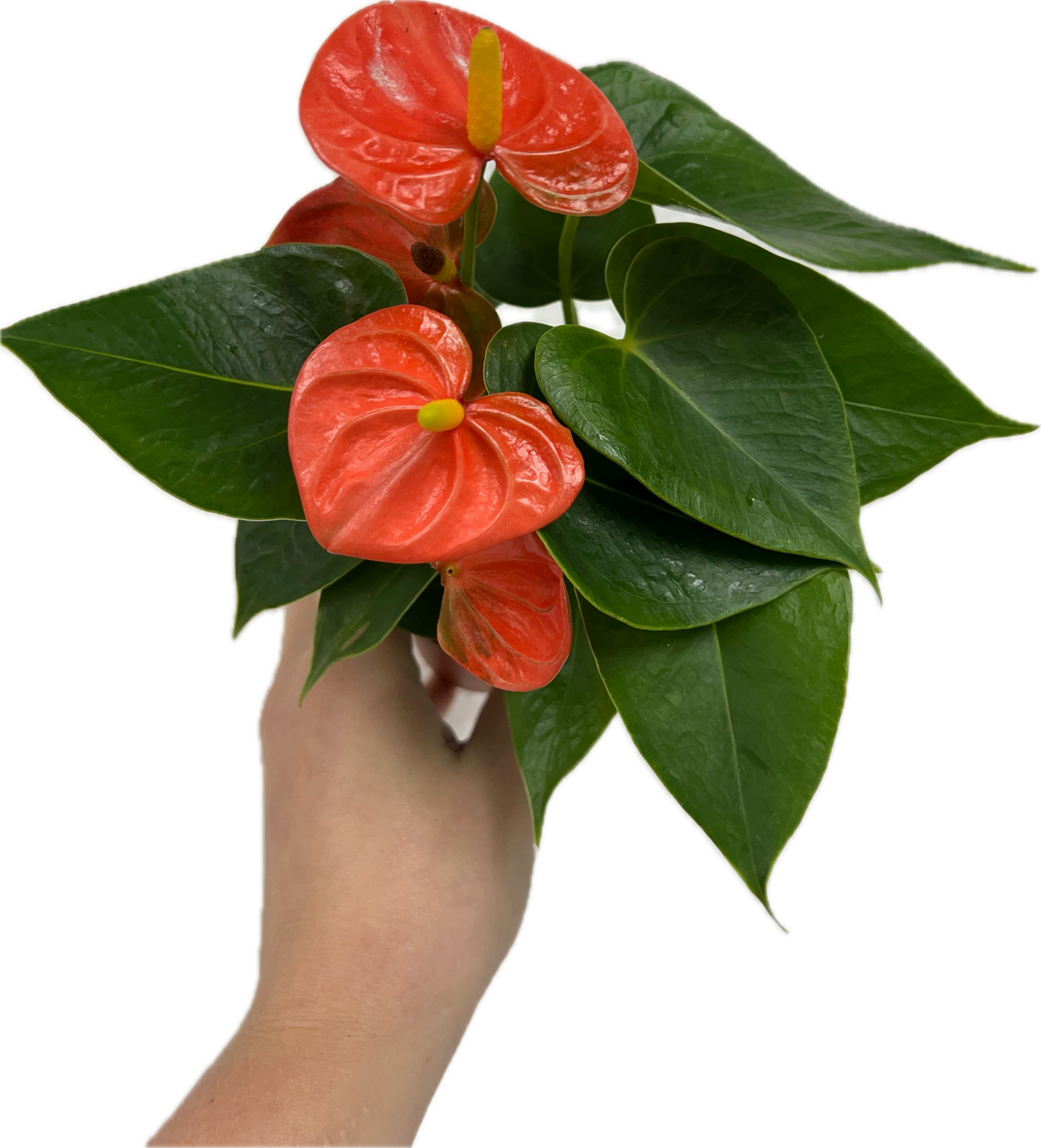 Anthurium