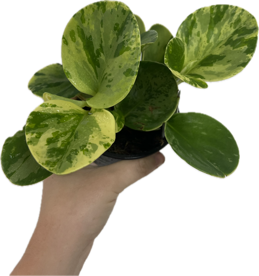 Peperomia Obtusifolia 'Marble' 4"