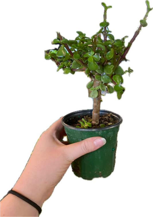 Jade Bonsai 4"