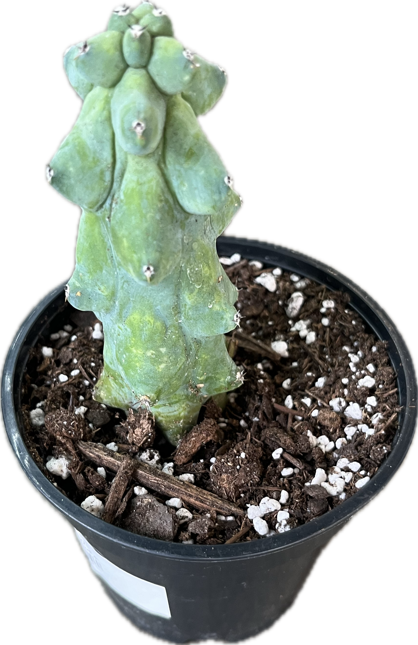 Boobie cactus 4”