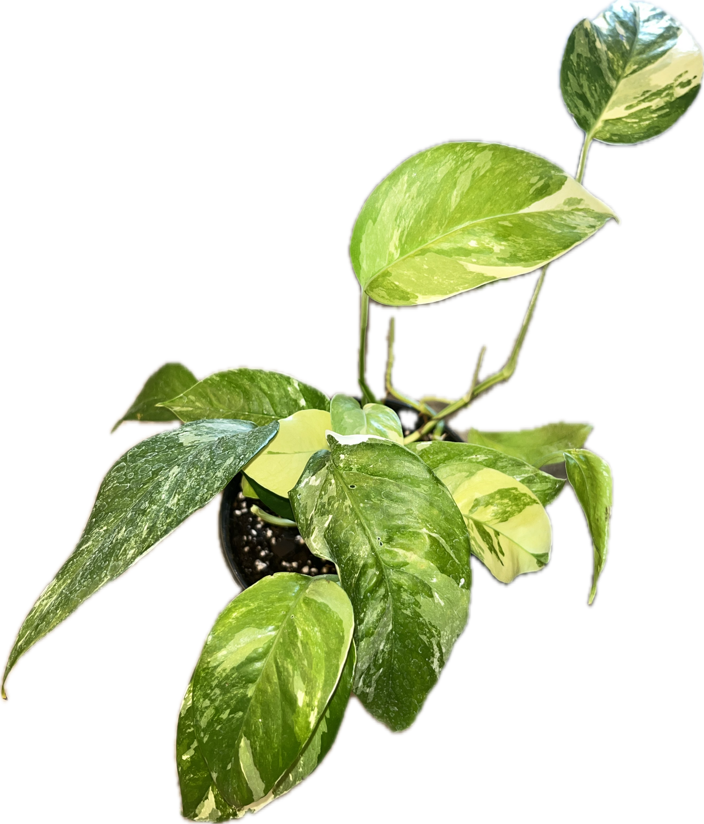 Epipremnum 'Pinnatum Albo'