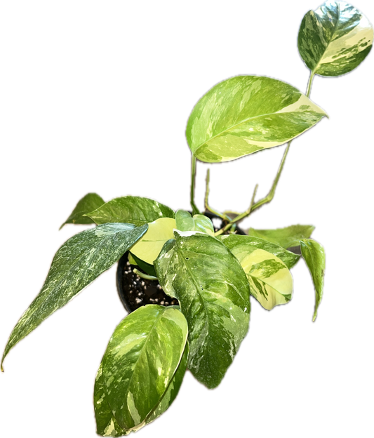 Epipremnum 'Pinnatum Albo'