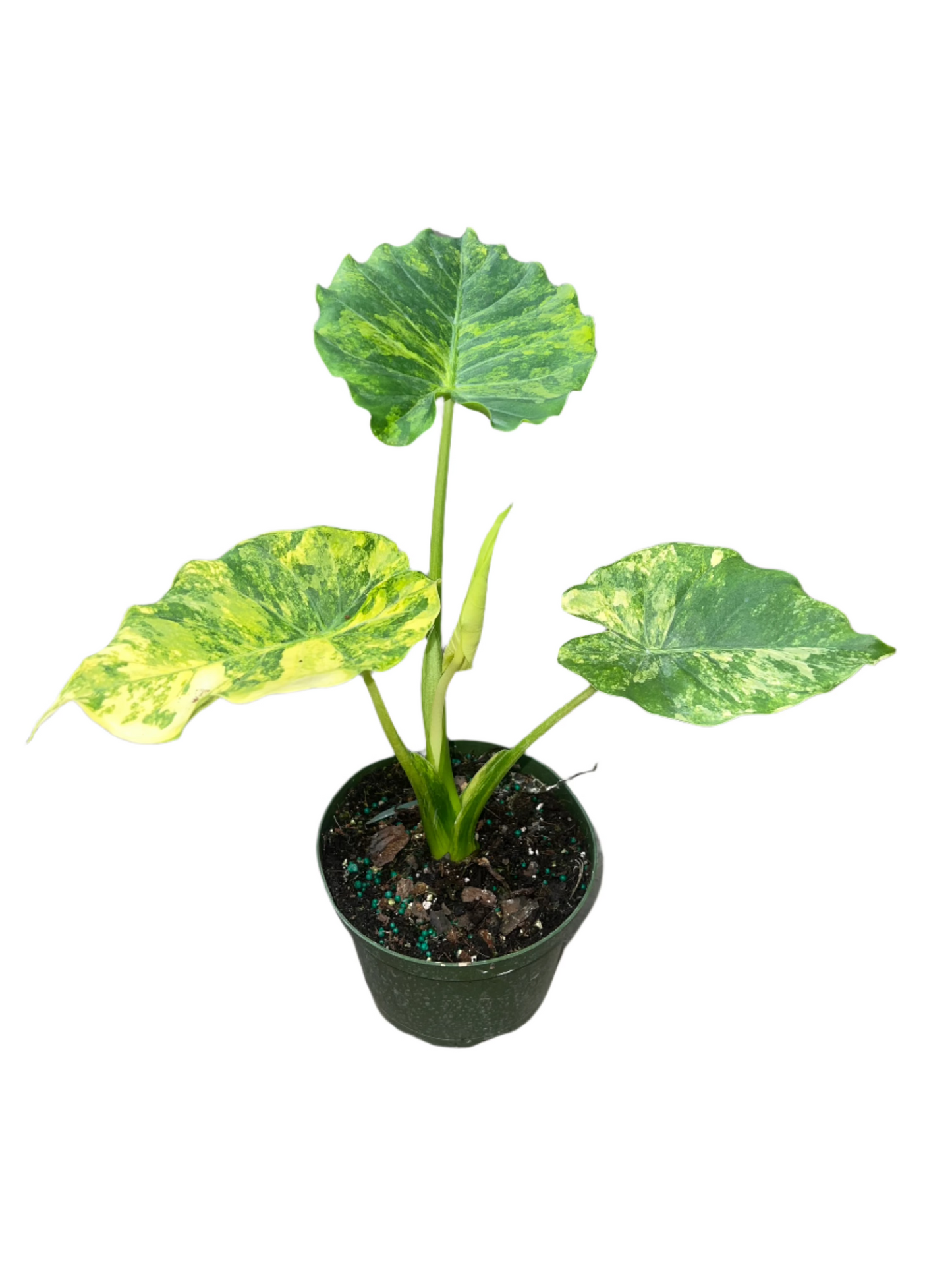 Alocasia 'Macrorrhiza Aurea' 6"