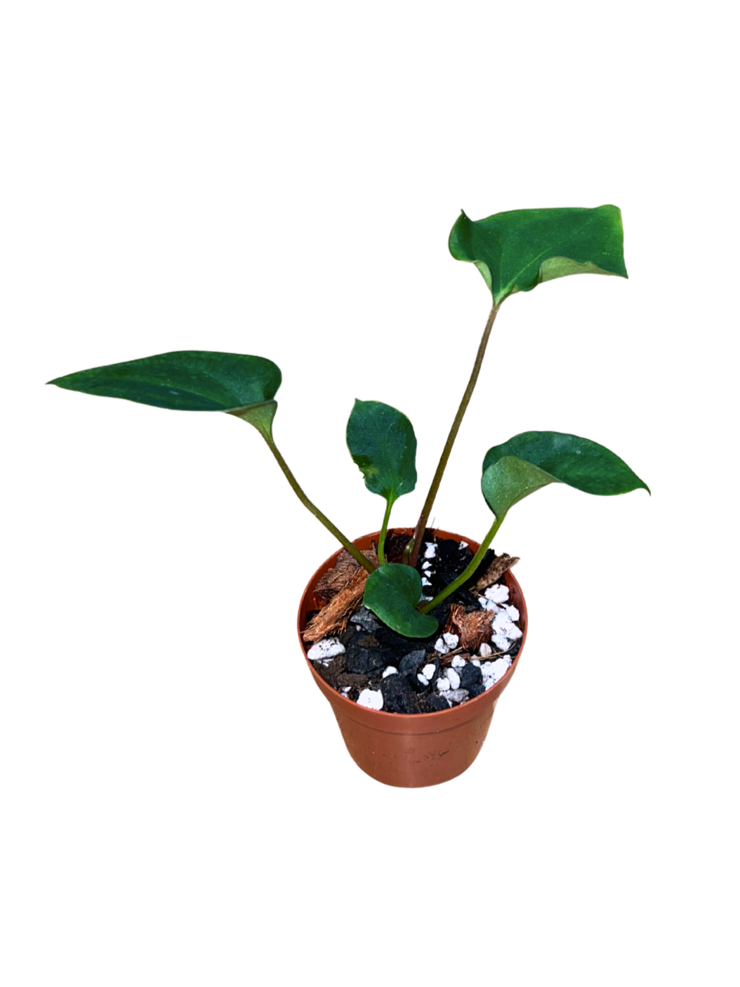 Anthurium 'Gatorbod x Besseae AFF 2"