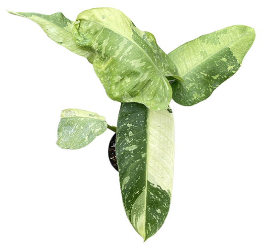Philodendron ‘Jose Bueno’ 4”