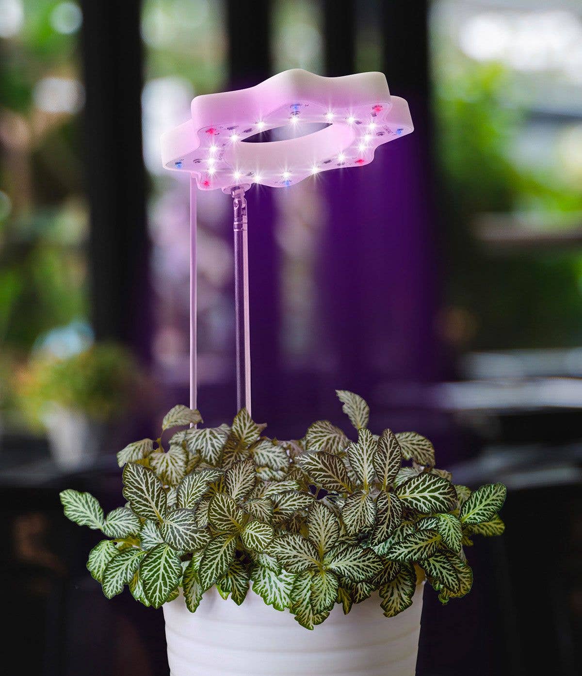 Seed N Sprout Bloomie Indoor Grow Light