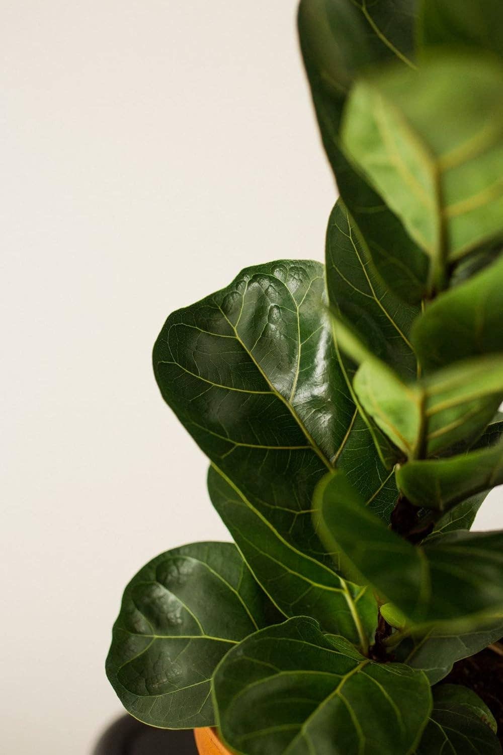 PLANTCO Fiddle Leaf Fig Plant Food (½ lb)