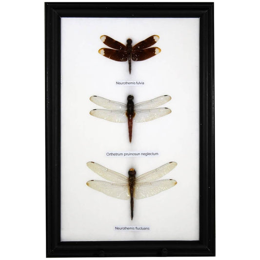 Dragonfly Specimens 3Pc Frame - BTF78