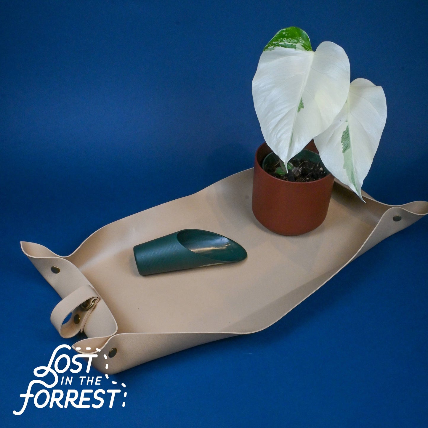 Repotting Cup