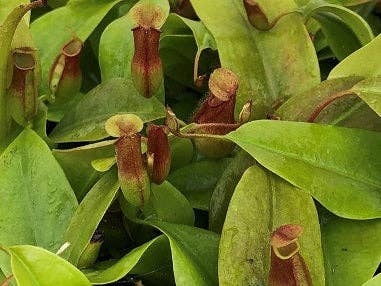 Nepenthes ‘St Gaya Pitcher Plant’ 2-3”