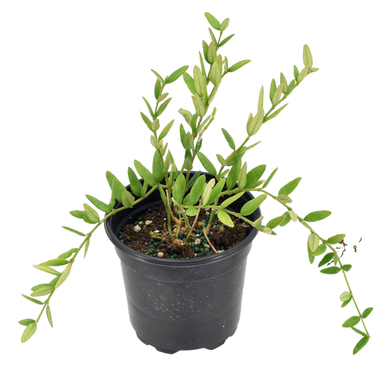 Hoya Engleriana 4 inch Grower Pot