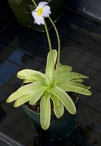 Pinguicula Primuliflora ‘Butterwort’ 2-3”