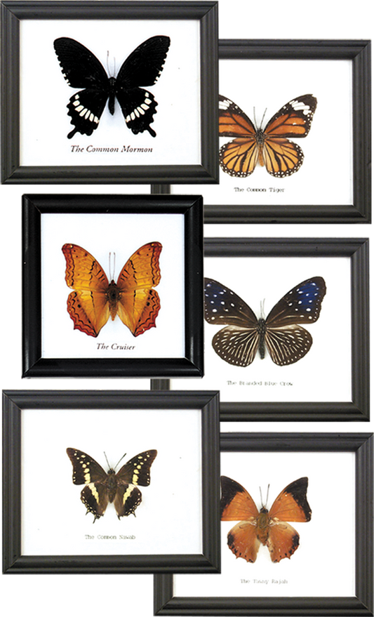 Single Butterfly Specimen Frame - BTF1