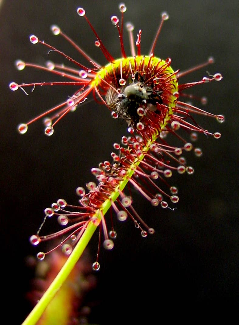 Drosera Capensis ‘Cape Sundew’ 2-3”