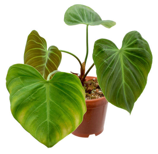 Philodendron El Choco Red 4”