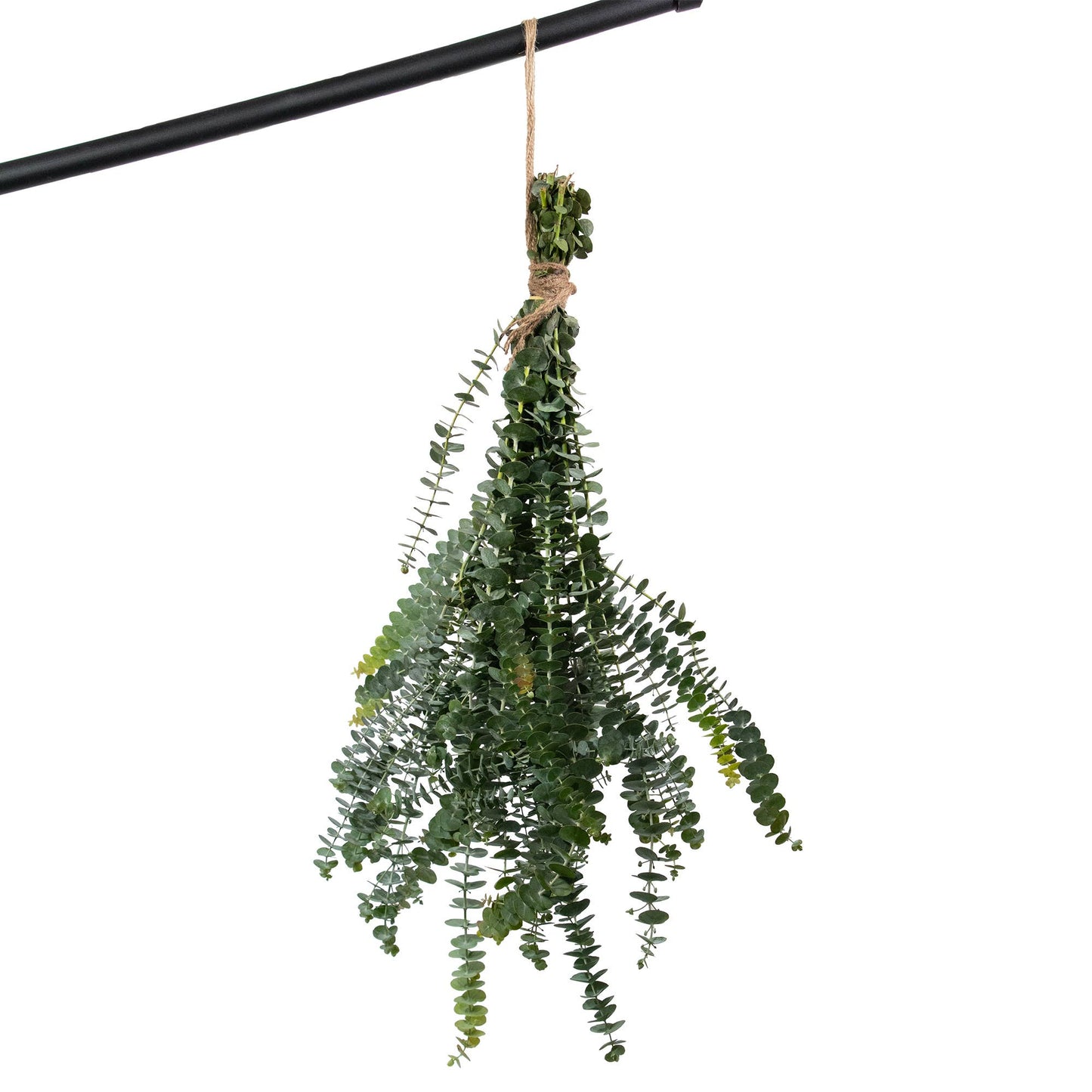 Fresh Baby Eucalyptus Pulverulenta 10 Stems Bunch