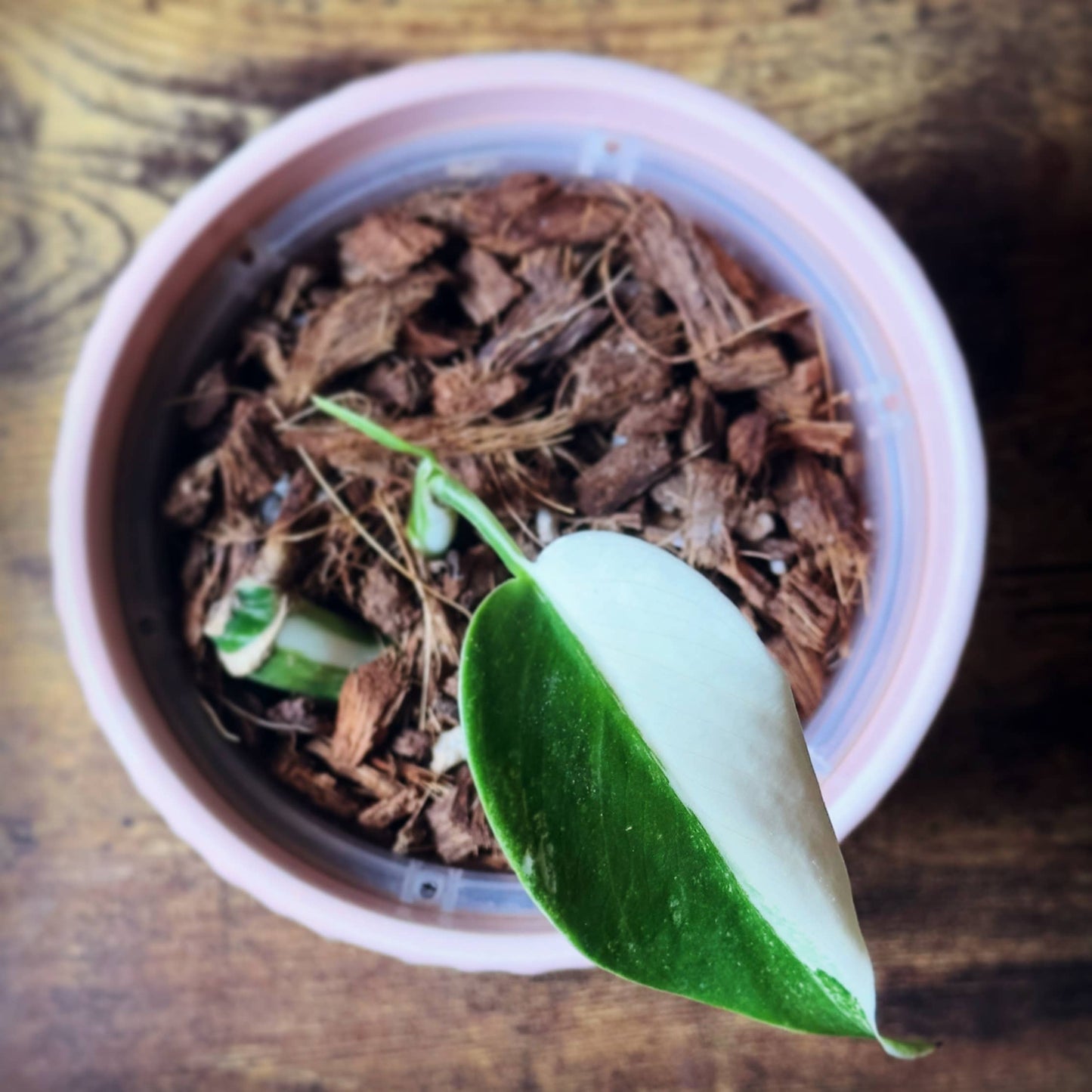 Noot Rescue Potting Mix for Propagation & Root Rot Recovery