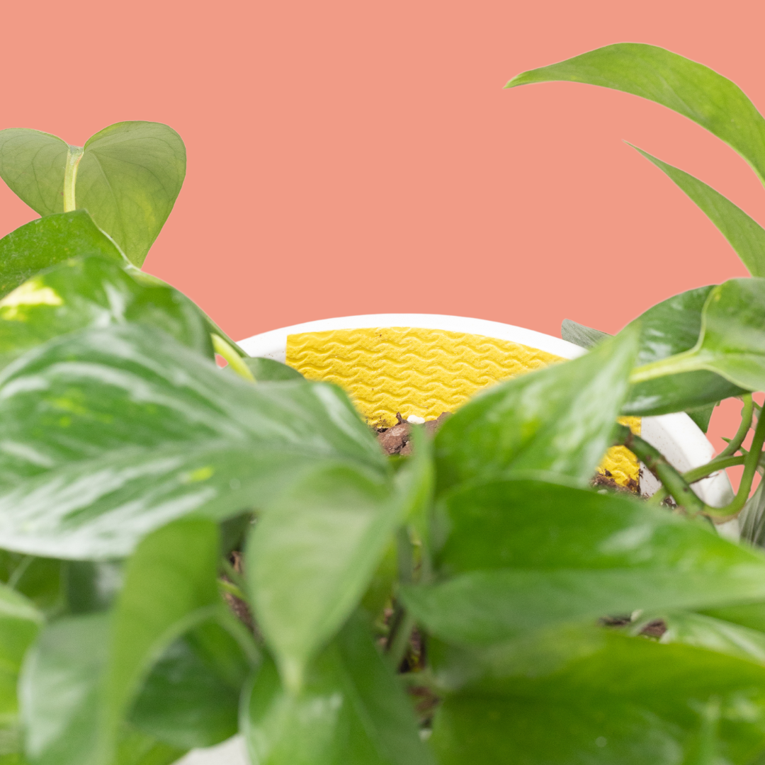 Gnat Sticky Traps with Tin Box 20 pk